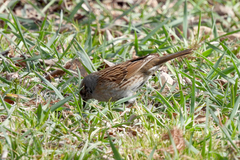 Prunella modularis