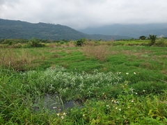 Persicaria lapathifolia lanata