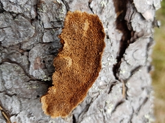 Phellinus abietis