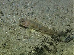 Acentrogobius pflaumii
