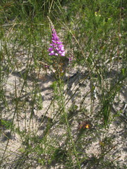 Comesperma virgatum