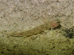 Acentrogobius pflaumii