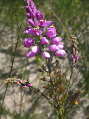 Comesperma virgatum