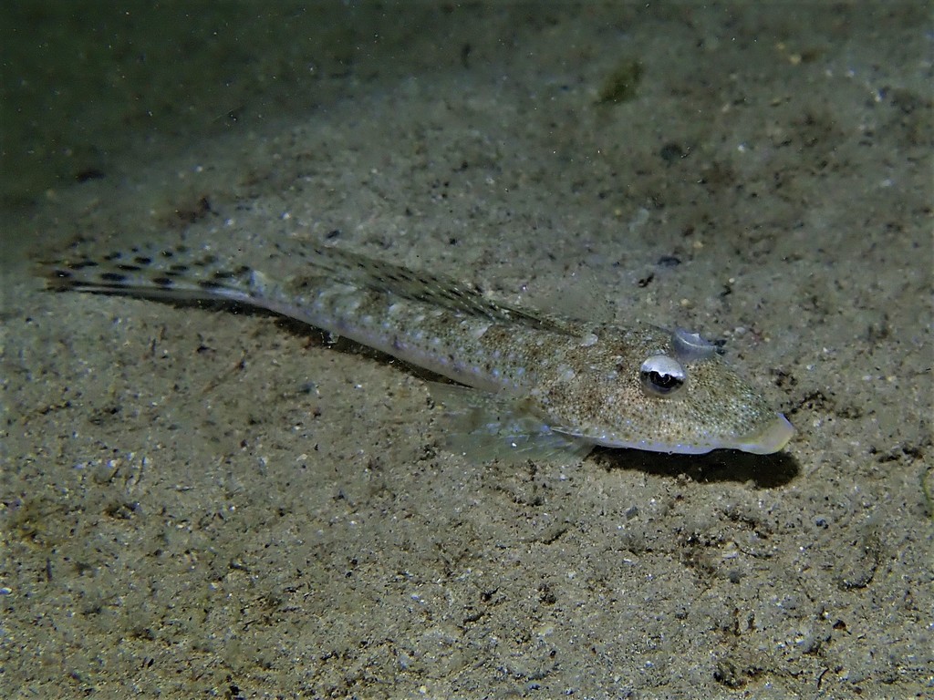 Goodlad's Dragonet