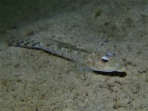 Callionymus goodladi (Whitley, 1944)