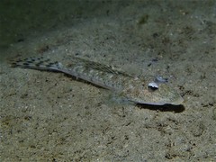 Goodlad's Dragonet photo 1