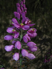 Comesperma virgatum