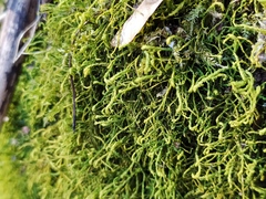 Anomodon longifolius