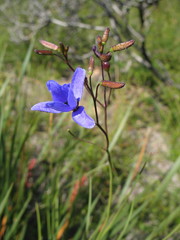 Agrostocrinum hirsutum