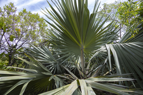 Latania loddigesii, photograph 6