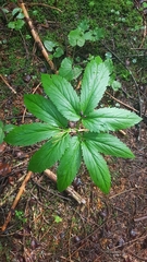Cardamine enneaphyllos