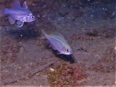 Caesioscorpis theagenes