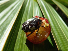 Protaetia aurichalcea