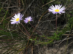 Olearia ciliata