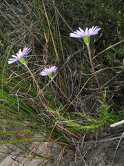 Olearia ciliata
