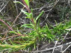 Olearia ciliata