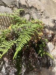 Pityrogramma chrysophylla gabrielae