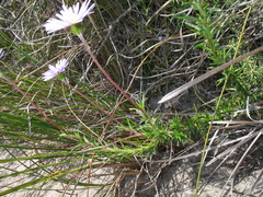 Olearia ciliata