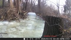 Odocoileus virginianus