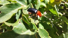 Diacacoscelis lucens