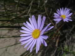 Olearia ciliata
