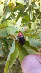 Diacacoscelis lucens