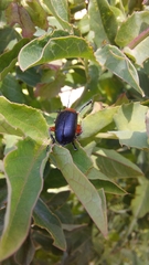 Diacacoscelis lucens