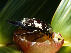 Protaetia aurichalcea