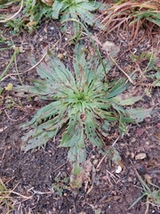Plantago serraria