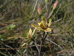 Thelymitra villosa