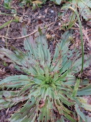 Plantago serraria