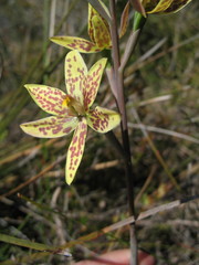 Thelymitra villosa