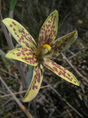 Thelymitra villosa