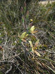 Thelymitra villosa