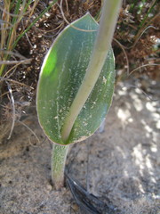 Thelymitra villosa