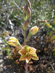 Thelymitra villosa