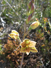 Thelymitra villosa