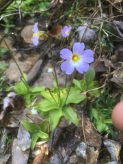 Pinguicula primuliflora