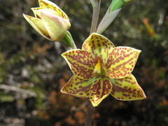 Thelymitra villosa
