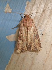 Apamea lignicolora