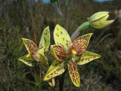 Thelymitra villosa