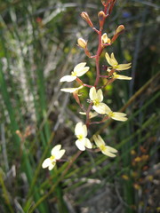 Stylidium gloeophyllum