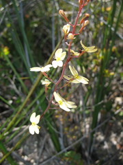 Stylidium gloeophyllum