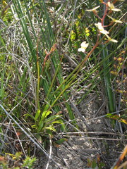 Stylidium gloeophyllum