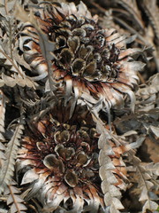 Banksia formosa
