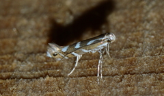 Parectopa pennsylvaniella
