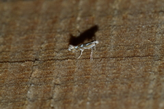 Parectopa pennsylvaniella