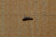 Parectopa pennsylvaniella