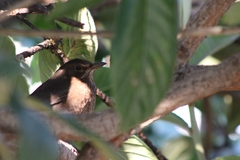 Turdus merula