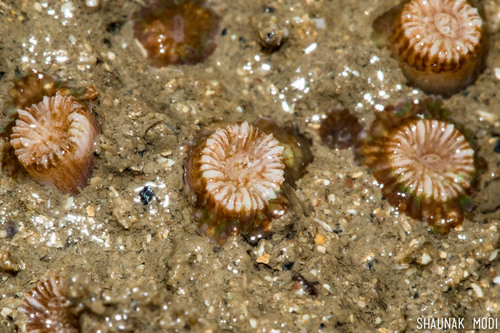 Polycyathus verrilli